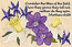 Lilies of the field (Mt. 6:28)