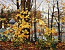 Painting: V.I. Nesterenko "Autumn in the Caves"